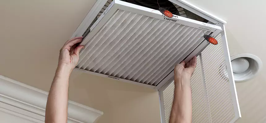 Our Insect Removal from Air Ducts Services in Redmond, WA